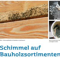 Schimmel beim Holz